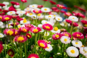 Ambiance fleurs jardin